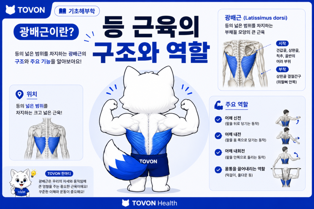 광배근이란? 등 근육의 구조와 역할 광배근이란? 등 근육의 구조와 역할