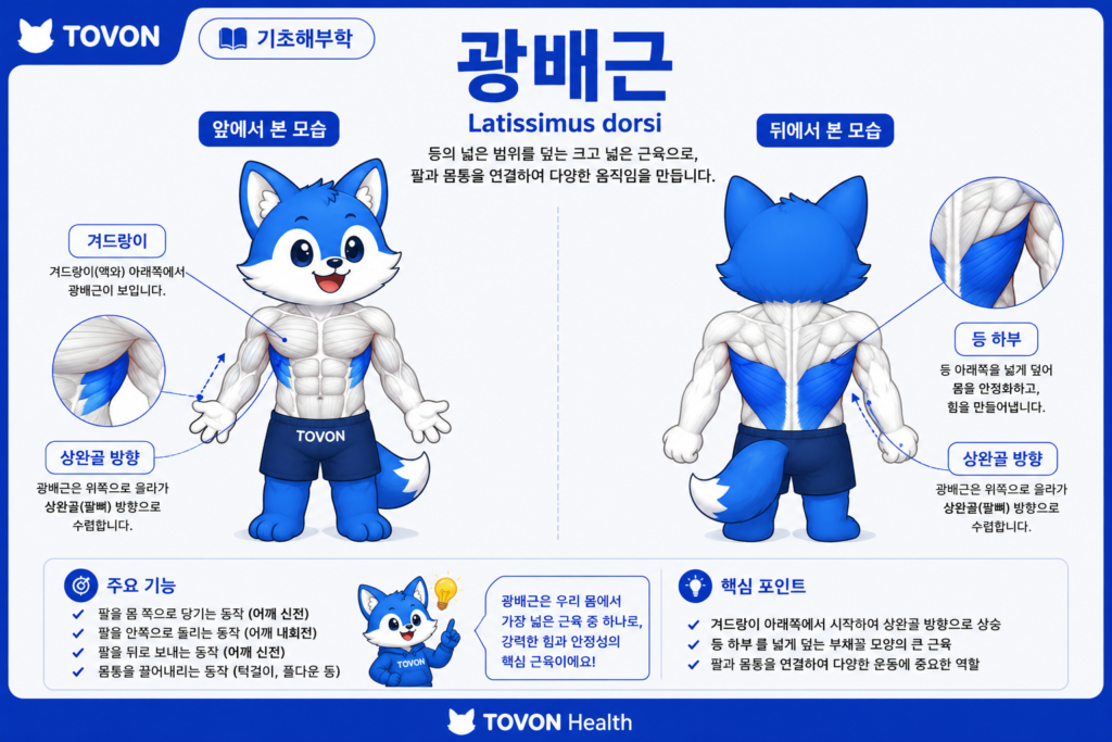 광배근이란? 등 근육의 구조와 역할 등 아래쪽과 옆쪽에 위치한 광배근의 해부학적 위치