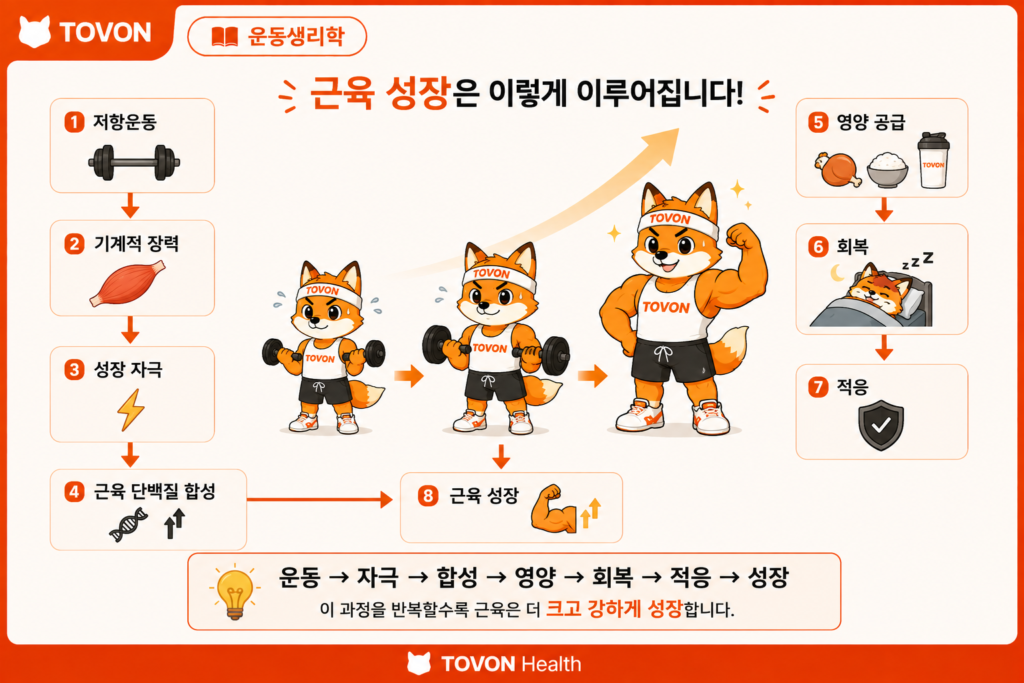 저항운동과 기계적 장력 영양 회복을 통한 근비대 과정