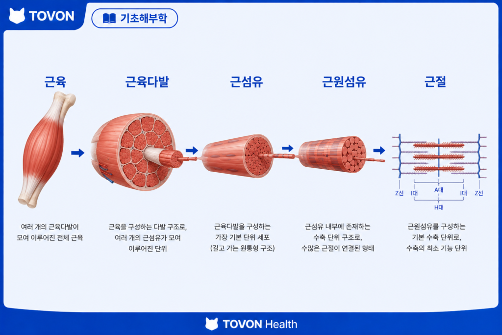 근육에서 근육다발, 근섬유, 근원섬유, 근절로 이어지는 구조
