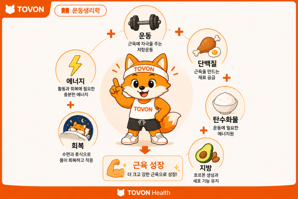 근비대에 필요한 단백질 탄수화물 지방과 충분한 에너지