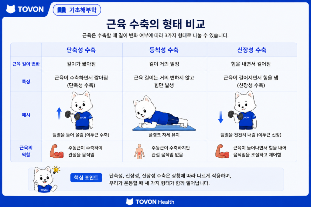 단축성 등척성 신장성 수축의 차이를 보여주는 그림