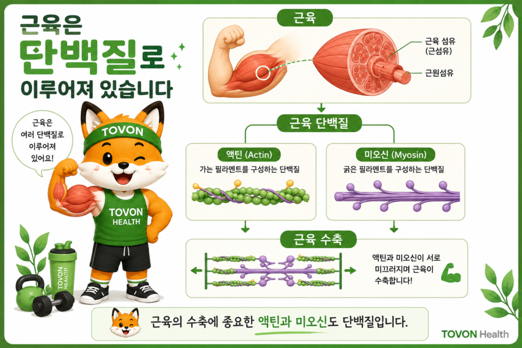 근육을 구성하는 단백질과 아미노산의 관계