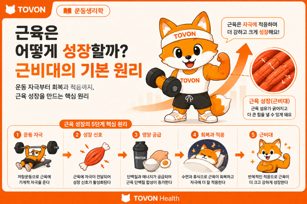 근육은 어떻게 성장할까 근비대의 기본 원리