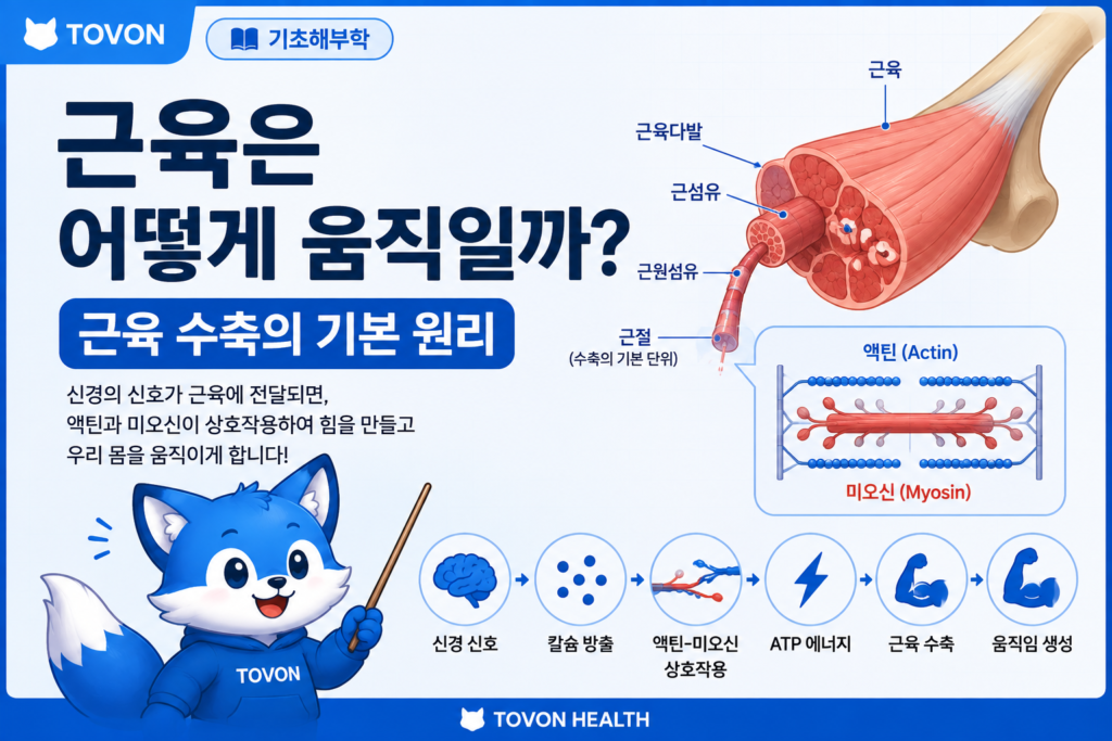 근육 수축의 기본 원리와 액틴 미오신의 상호작용을 설명하는 인포그래픽