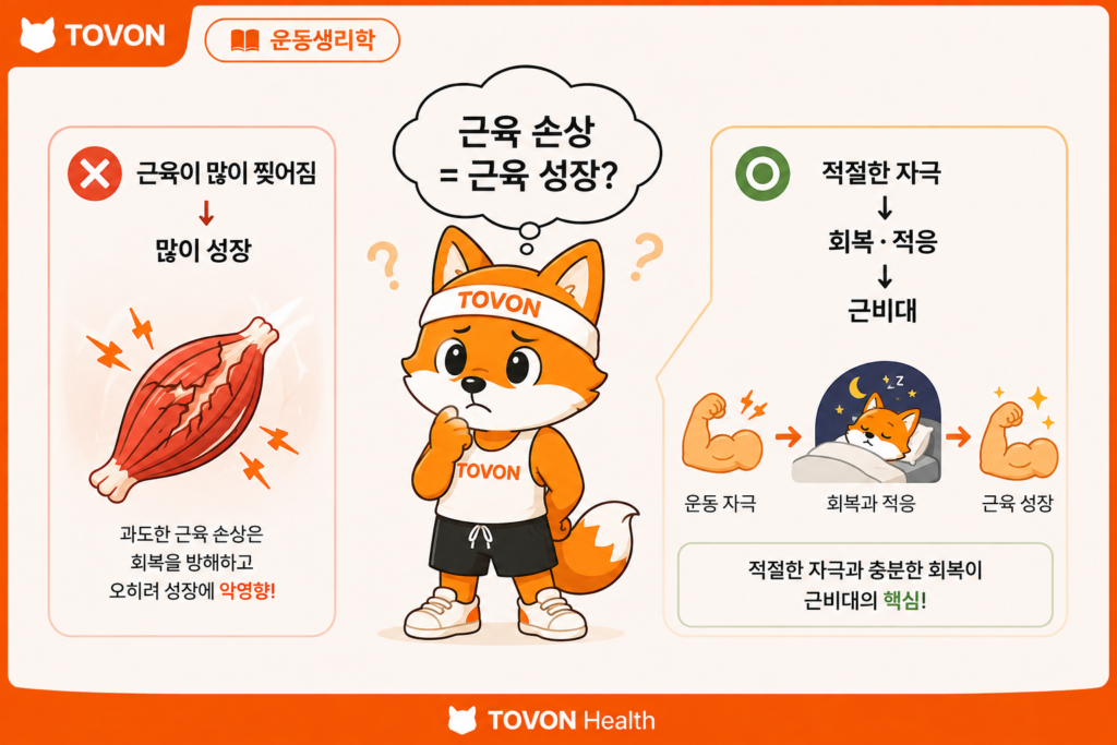근육 손상과 근육 성장의 관계를 설명하는 근비대 개념