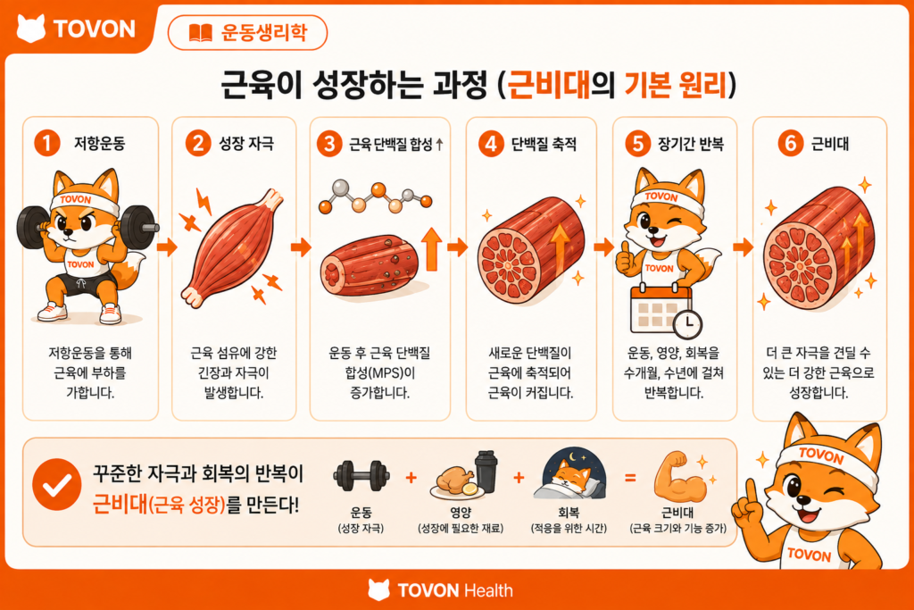 저항운동 후 근육 단백질 합성과 근육 성장 과정