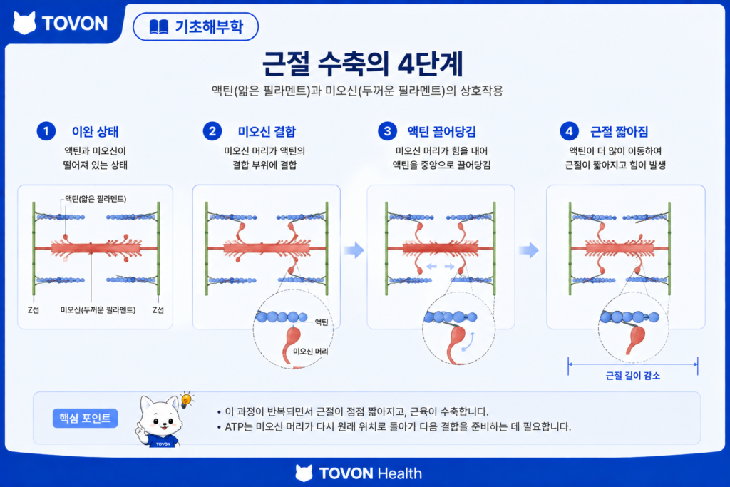 근절에서 액틴과 미오신이 상호작용하는 과정
