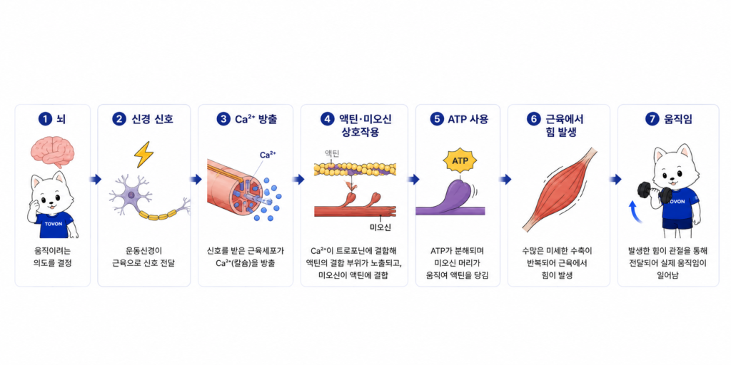 신경 신호부터 칼슘, 액틴과 미오신, ATP를 거쳐 근육이 힘을 만드는 과정