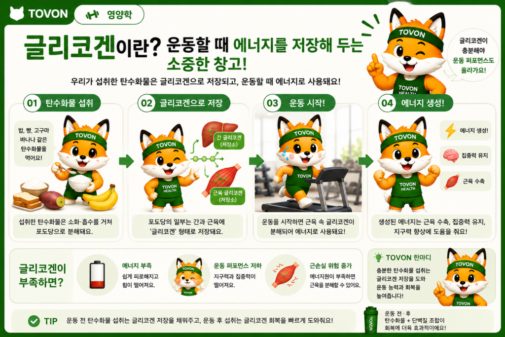 운동 중 탄수화물과 근육 글리코겐이 에너지원으로 사용되는 과정