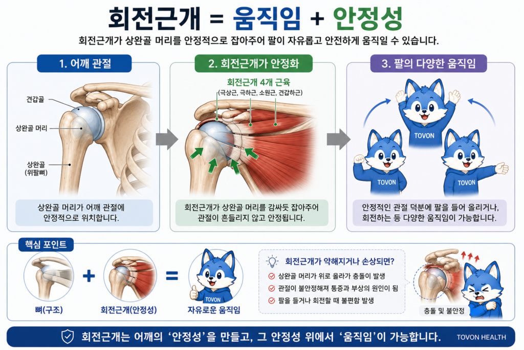회전근개의 어깨 관절 안정성과 움직임