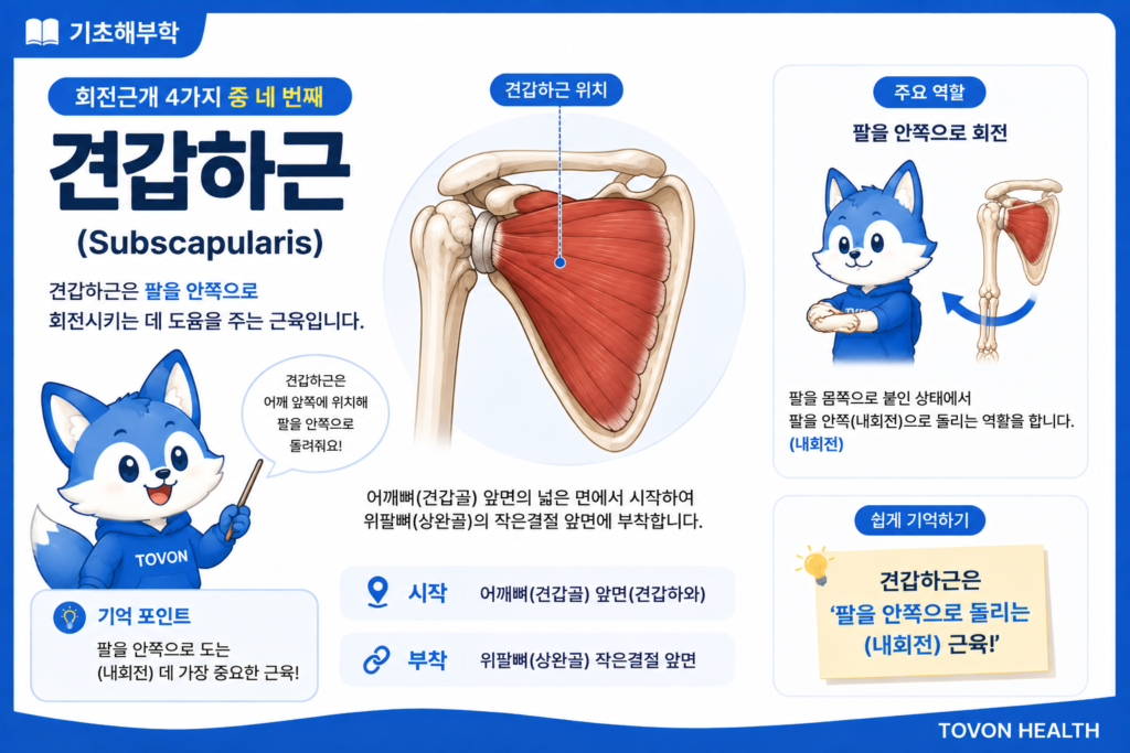 견갑하근 위치와 팔 내회전 기능