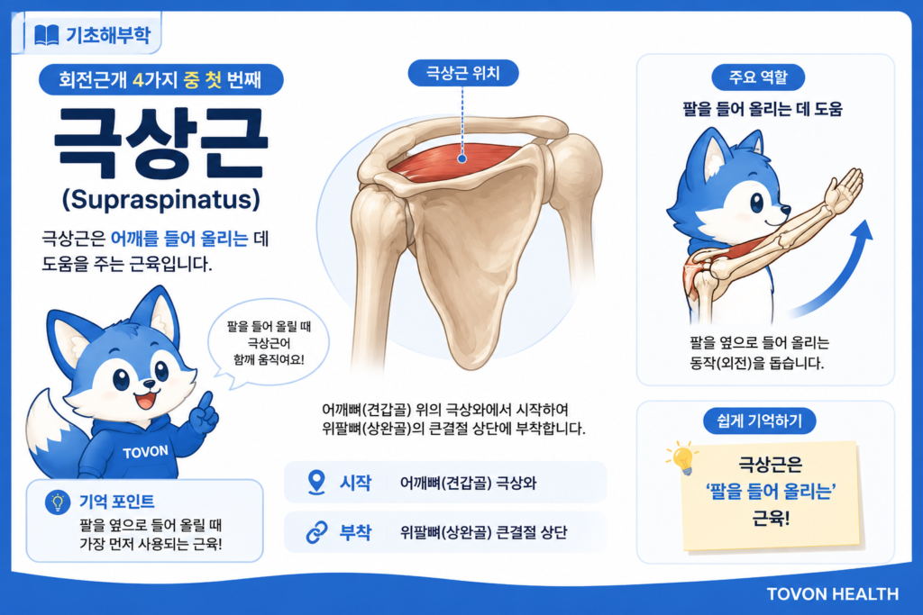 극상근 위치와 팔을 들어 올리는 움직임