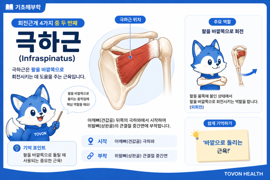 극하근 위치와 팔 외회전 기능