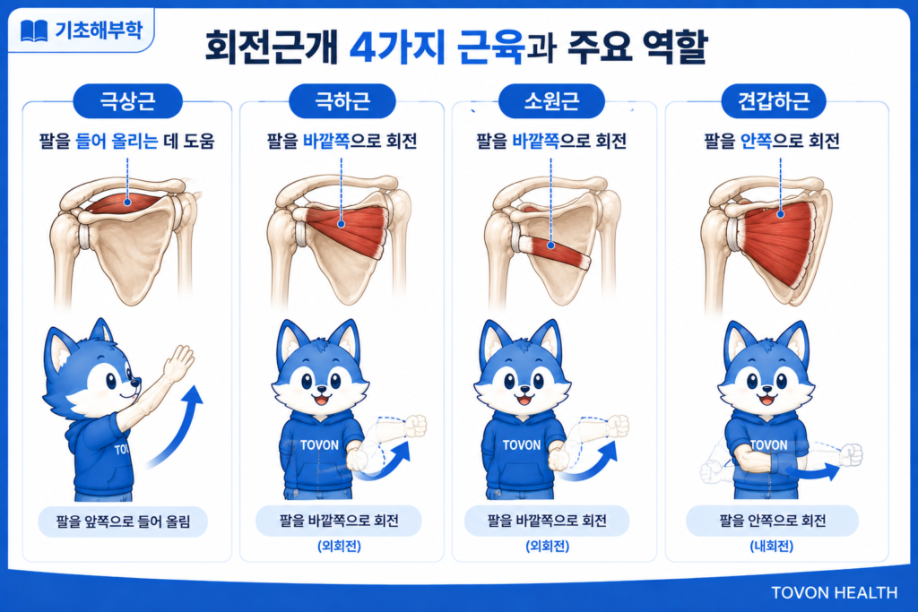 회전근개 4가지 근육과 주요 기능 정리
