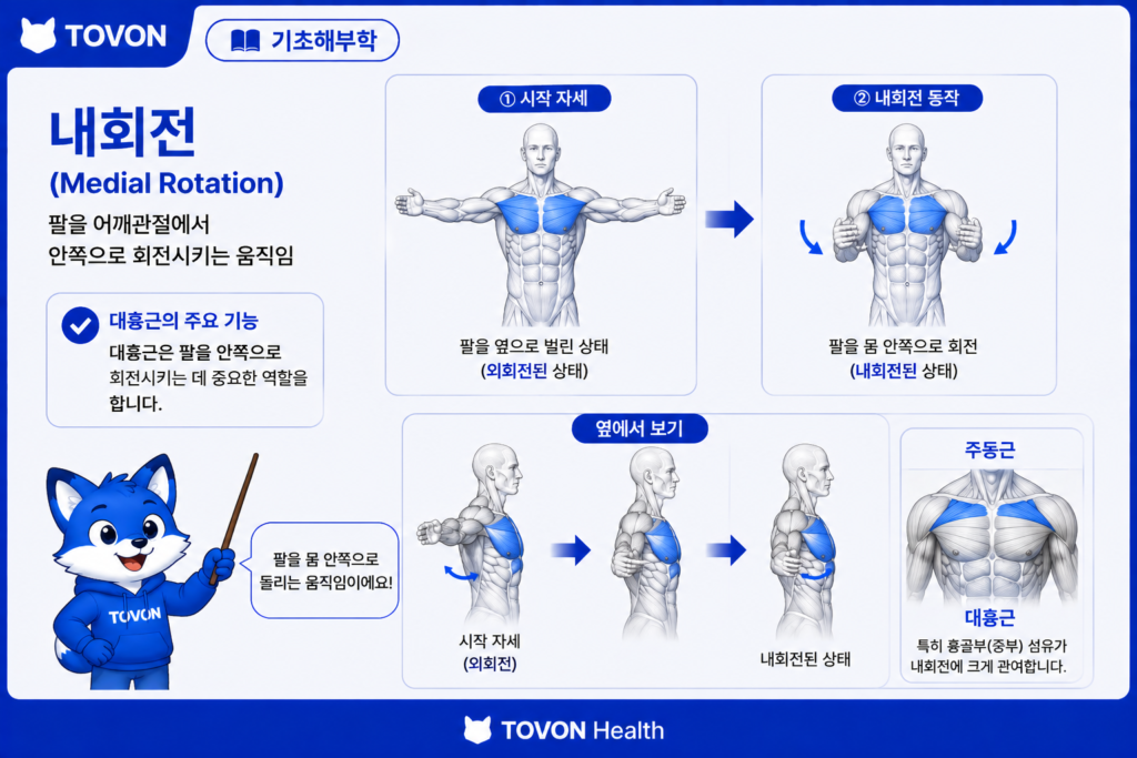 대흉근이 어깨관절 내회전에 관여하는 움직임
