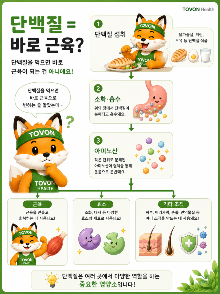 섭취한 단백질이 아미노산으로 분해되어 몸의 여러 기능에 사용되는 과정