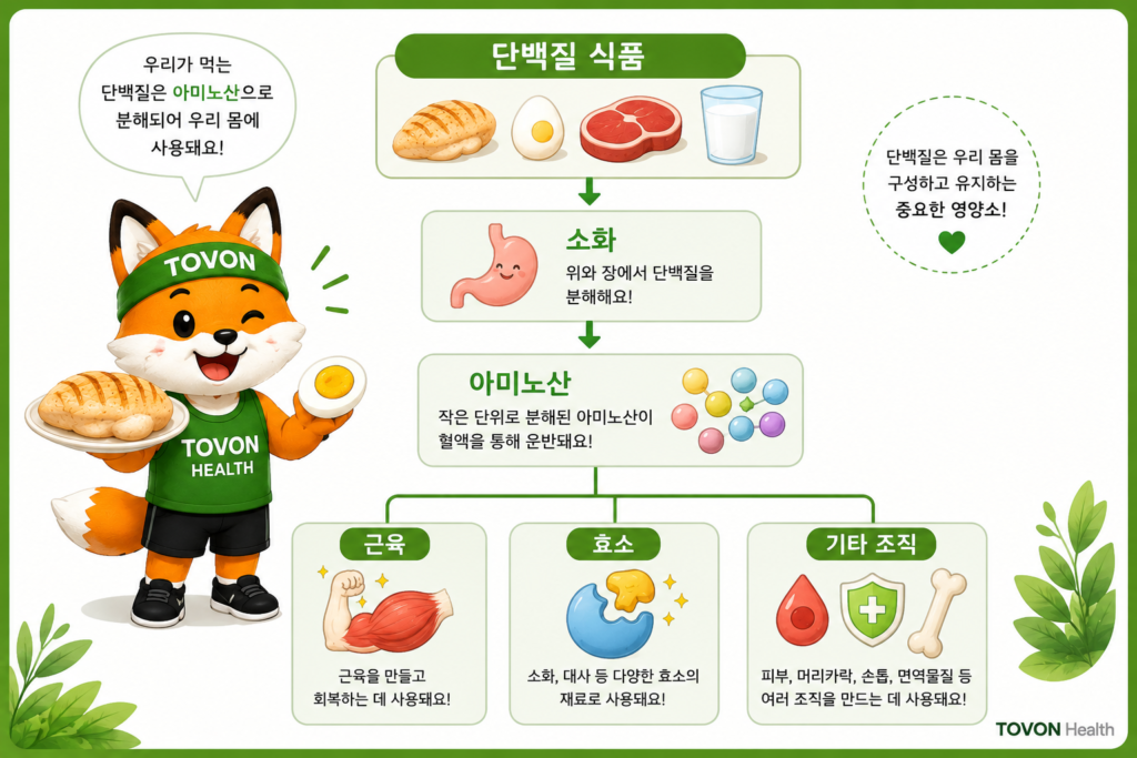 단백질이 소화되어 아미노산으로 분해되고 몸에서 활용되는 과정