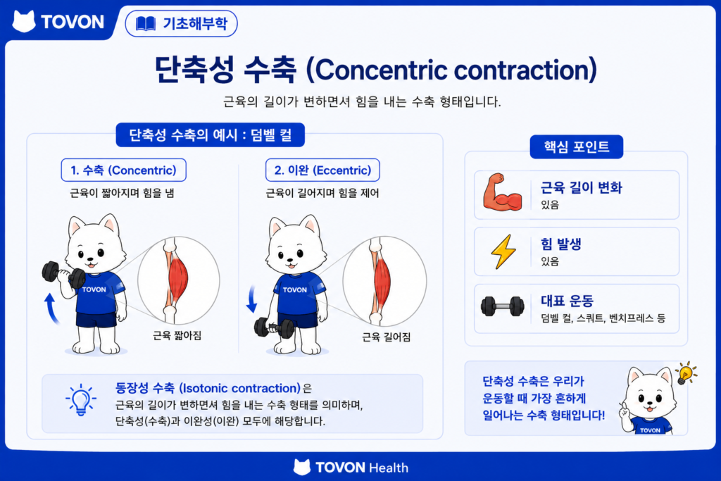 단축성 수축