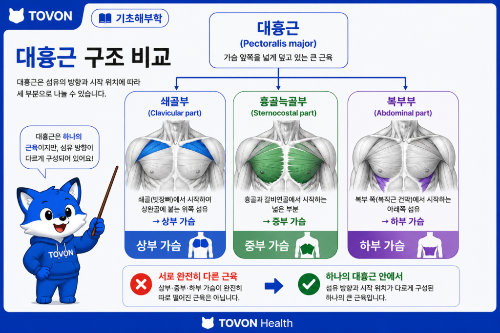 대흉근의 상부 중부 하부 섬유 구분