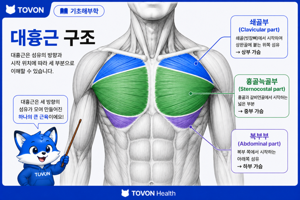 대흉근 구조 인포그래픽