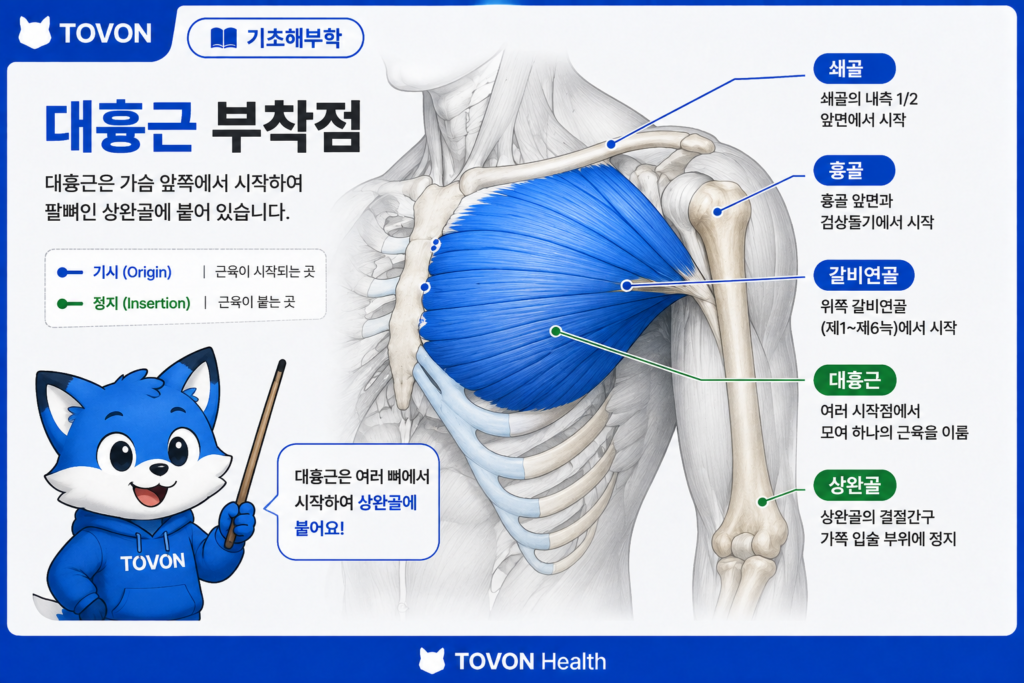대흉근의 기시와 상완골 정지 위치