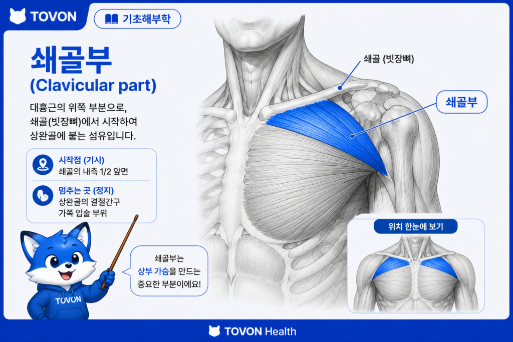 대흉근 쇄골부의 위치와 방향