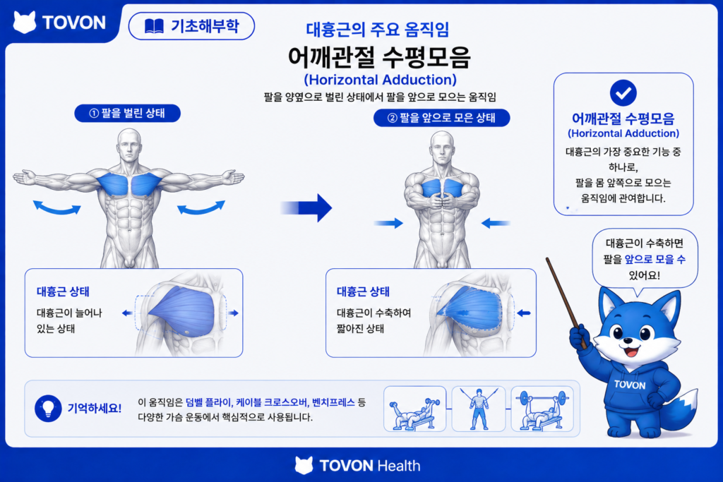 대흉근 수평모음 해부학 인포그래픽