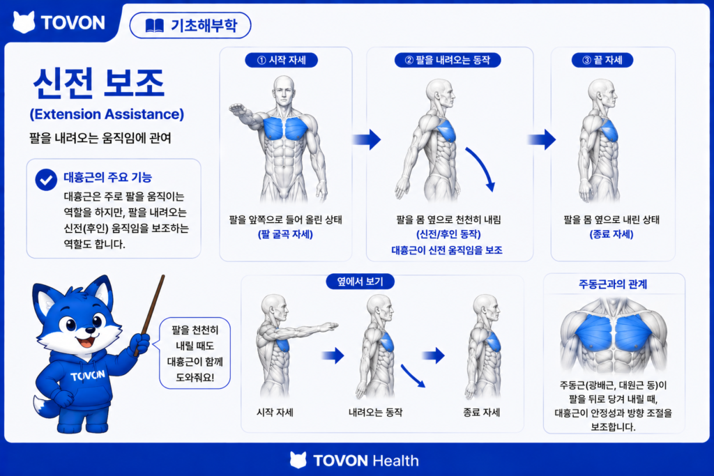 대흉근 흉골늑골부가 팔을 아래로 내리는 움직임