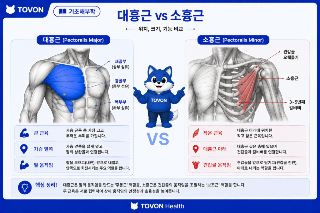 대흉근 아래에 위치한 소흉근의 해부학적 위치