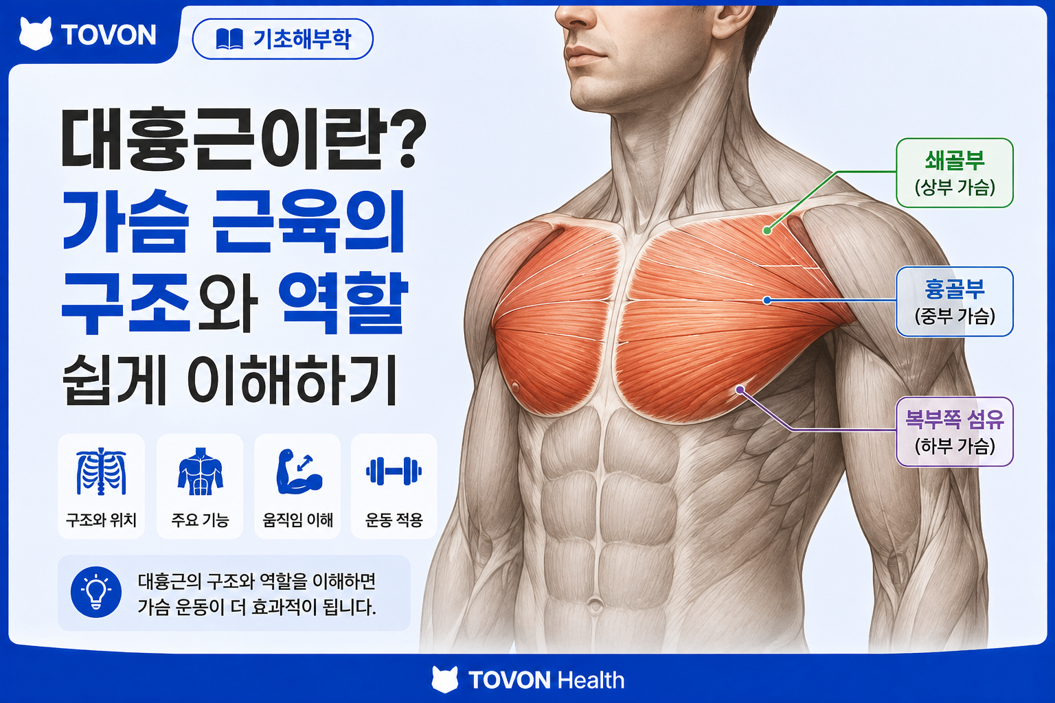 대흉근이란