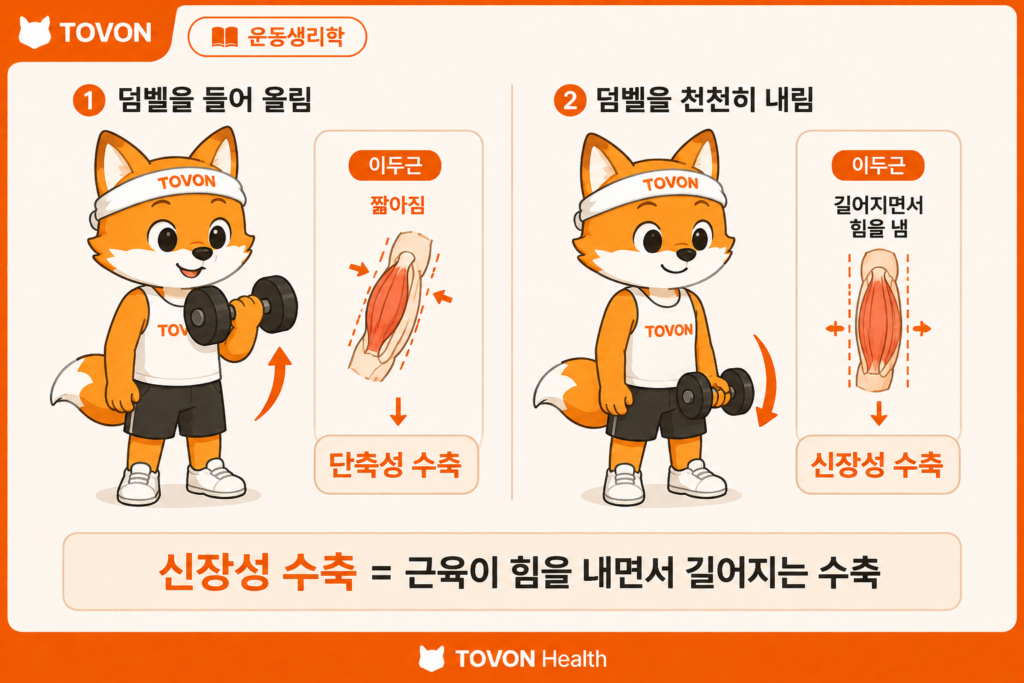 신장성 수축이란? 근육통이 생기는 이유와 근육 성장의 관계 근육에 힘을 주면서 근육의 길이가 늘어나는 신장성 수축 과정