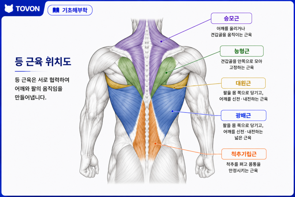 광배근이란? 등 근육의 구조와 역할 광배근 승모근 능형근 척추기립근 등 주요 등 근육 위치