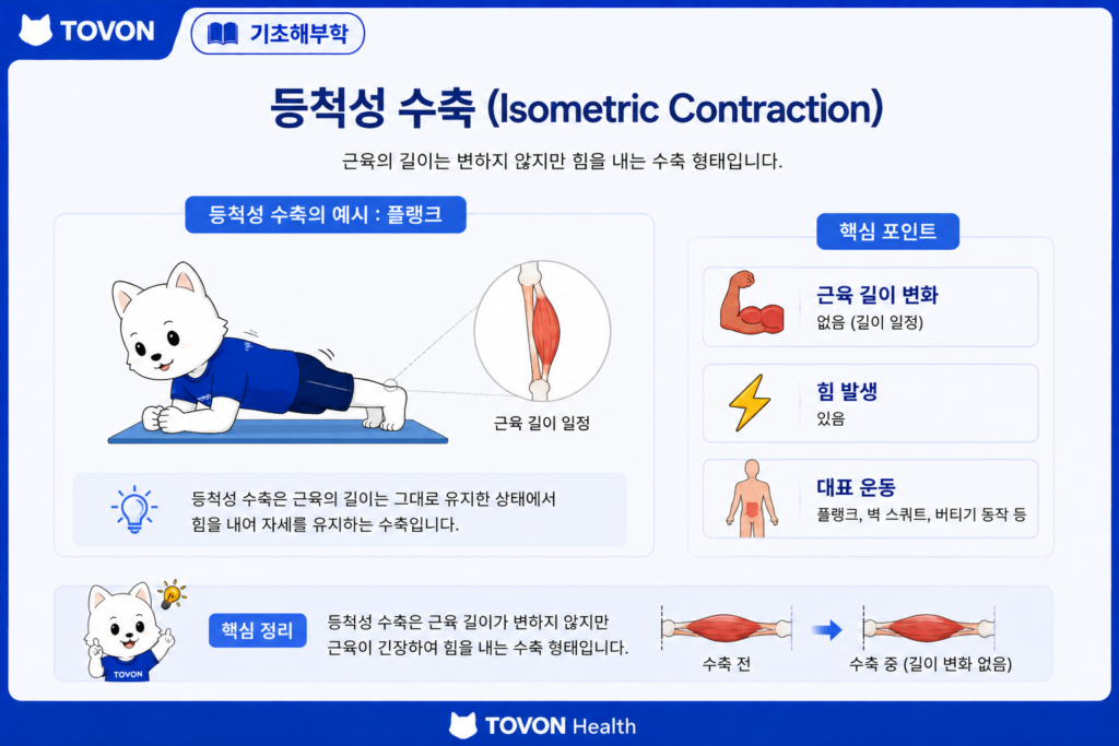 등척성 수축