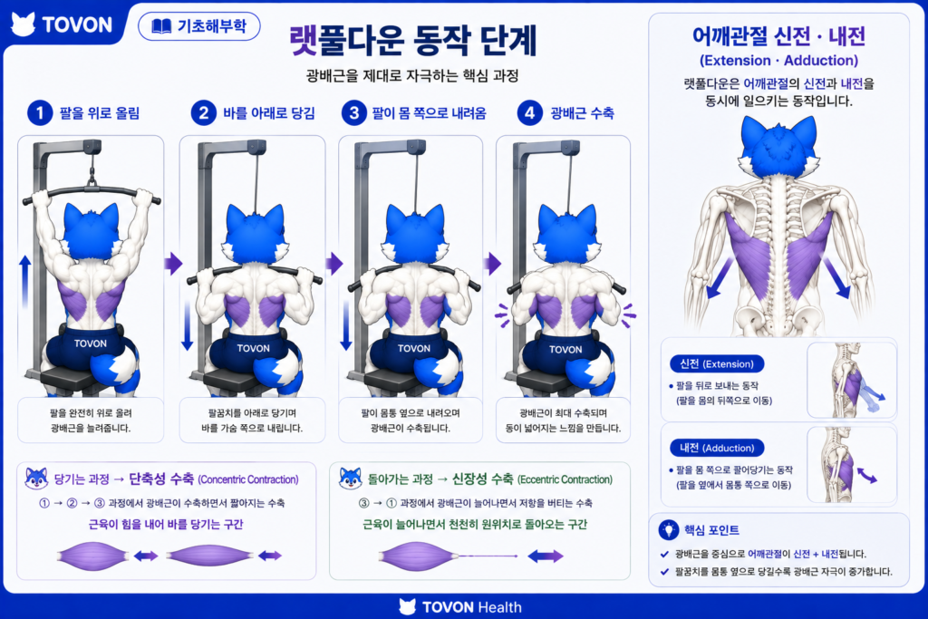 광배근이란? 등 근육의 구조와 역할 랫풀다운에서 광배근이 팔을 아래로 당기는 움직임