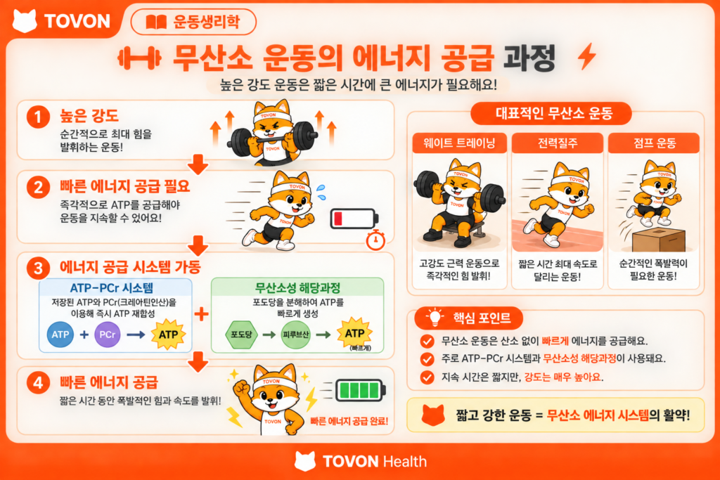 무산소 운동에서 ATP-PCr 시스템과 무산소성 해당과정으로 에너지를 공급하는 과정