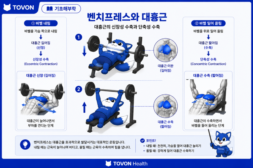 벤치프레스에서 대흉근이 신장성 및 단축성 수축을 하는 과정