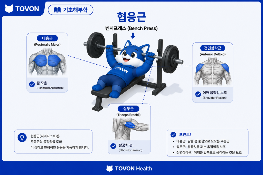 벤치프레스에서 대흉근 삼두근 전면삼각근이 함께 작용하는 모습