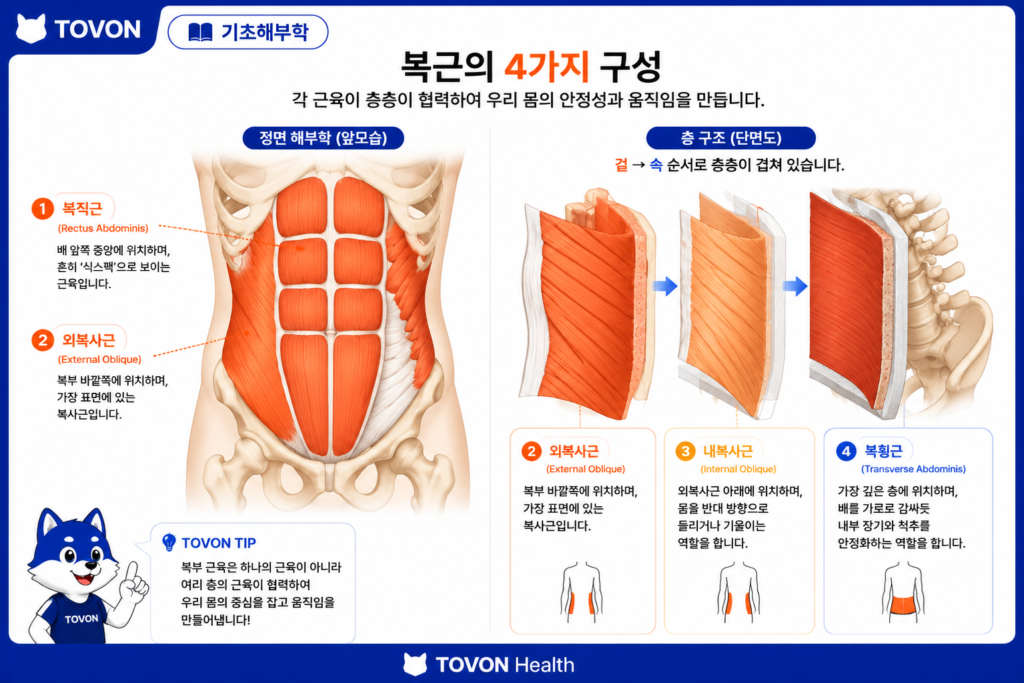 복근은 어떻게 구성되어 있을까? 4가지 복부 근육 쉽게 이해하기 복직근 외복사근 내복사근 복횡근의 위치와 복부 근육층 구조