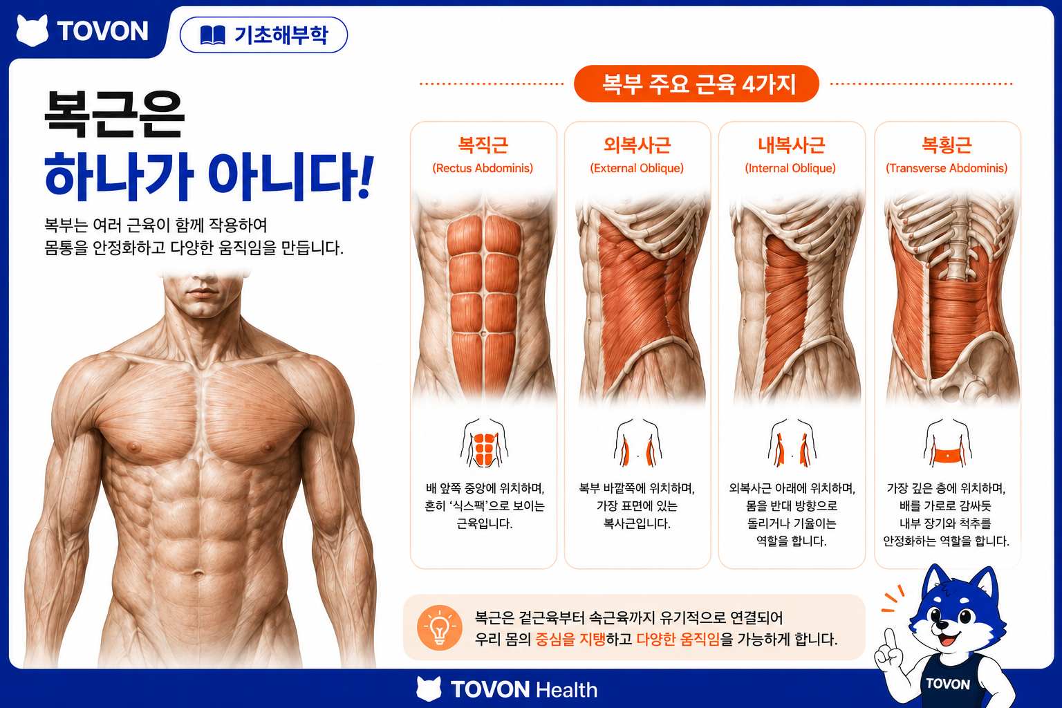복직근 외복사근 내복사근 복횡근으로 구성된 복부 근육 구조