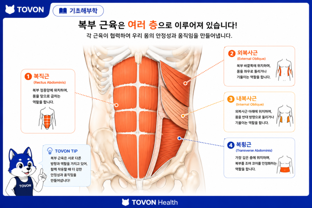 복근은 어떻게 구성되어 있을까? 4가지 복부 근육 쉽게 이해하기 복직근과 복사근, 복횡근으로 구성된 복근의 전체 구조