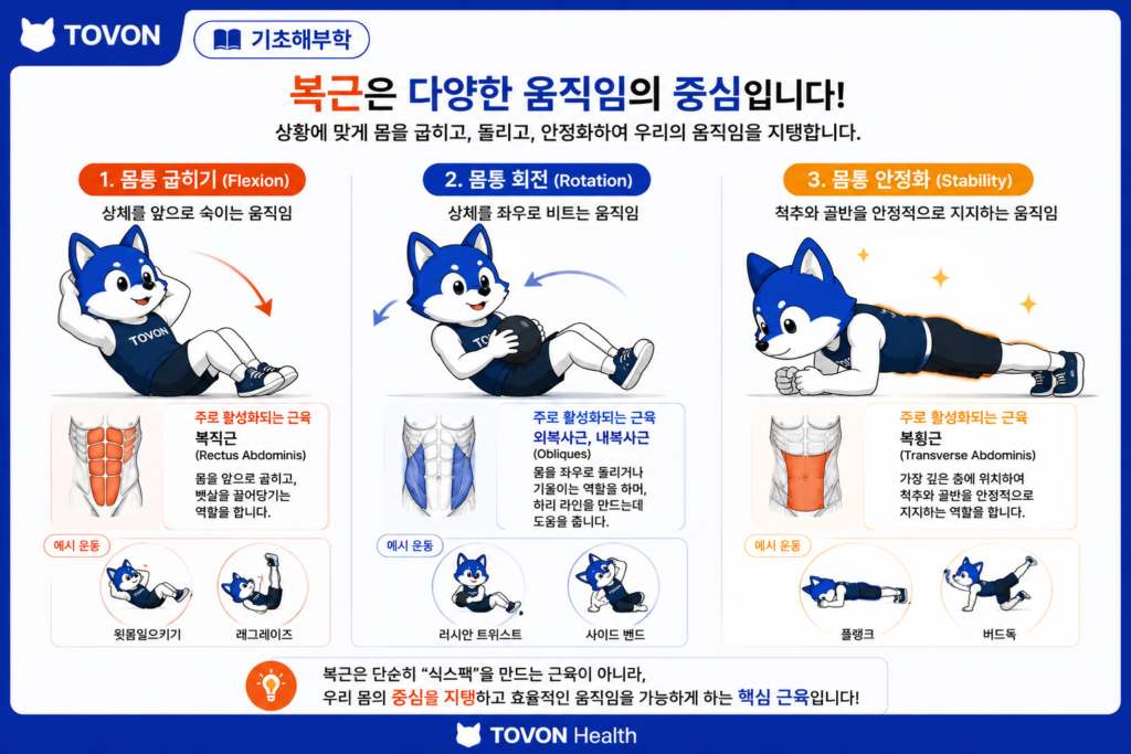 복근은 어떻게 구성되어 있을까? 4가지 복부 근육 쉽게 이해하기 복근이 몸통 굽히기 회전과 몸통 안정화에 관여하는 모습