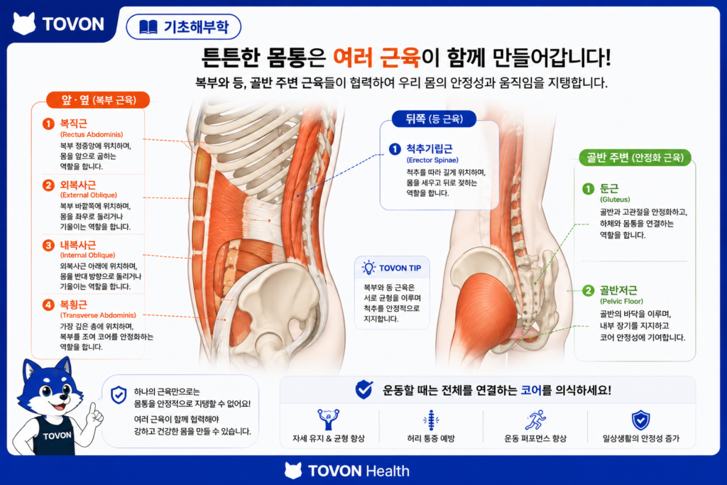 복근은 어떻게 구성되어 있을까? 4가지 복부 근육 쉽게 이해하기 복근 + 척추기립근 + 골반 주변 근육