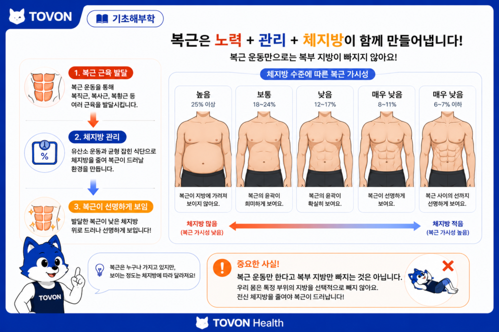 복근은 어떻게 구성되어 있을까? 4가지 복부 근육 쉽게 이해하기 복근 발달과 체지방 수준에 따라 복근의 선명도가 달라지는 과정