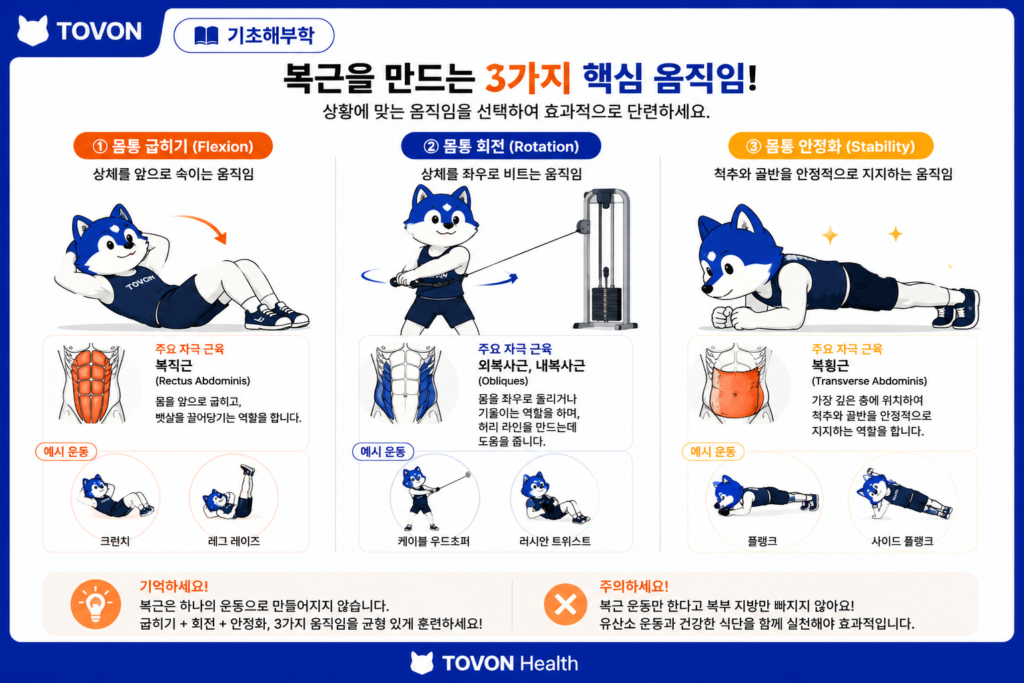 복근은 어떻게 구성되어 있을까? 4가지 복부 근육 쉽게 이해하기 크런치 회전 운동 플랭크를 통한 다양한 방향의 복근 운동어.webp