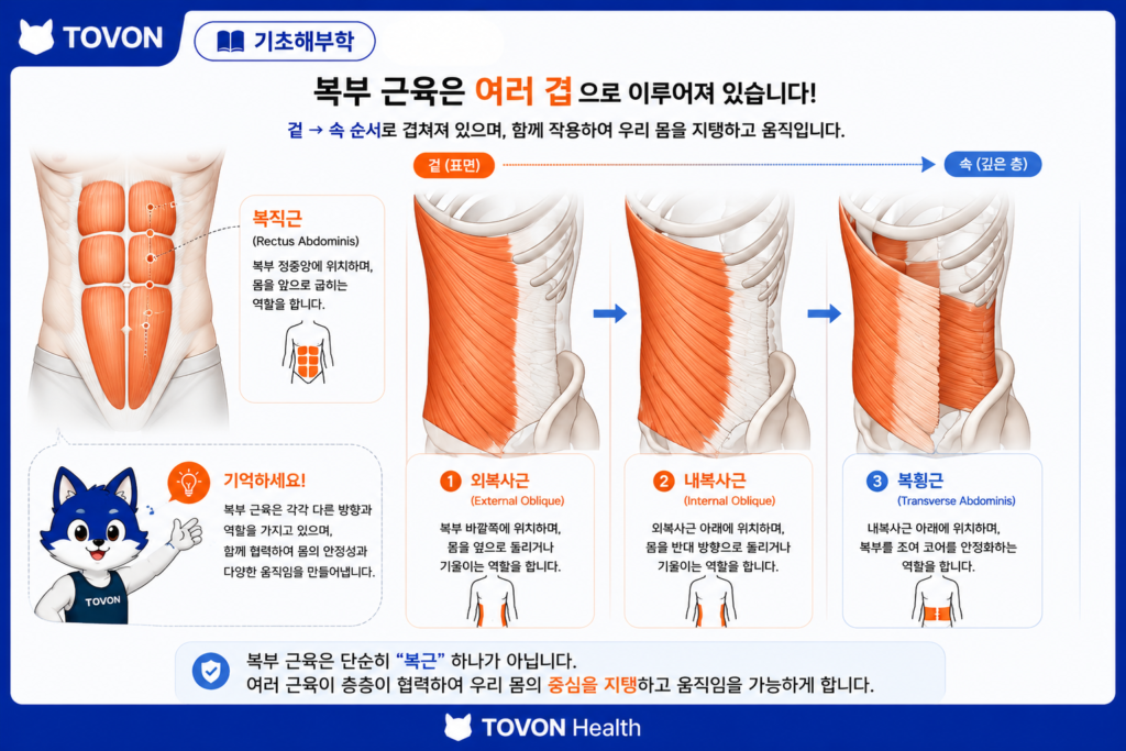복근은 어떻게 구성되어 있을까? 4가지 복부 근육 쉽게 이해하기 외복사근 내복사근 복횡근의 복부 근육층 구조와 복직근 위치