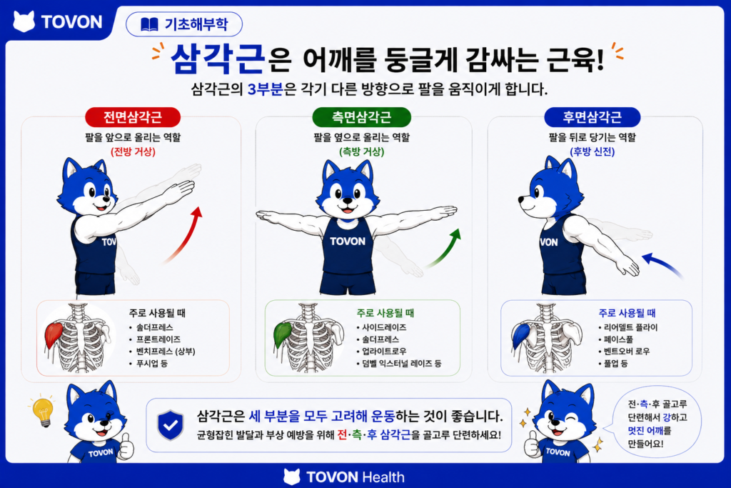 삼각근이란? 어깨의 3가지 부분과 역할 전면 측면 후면 삼각근을 자극하는 어깨 운동