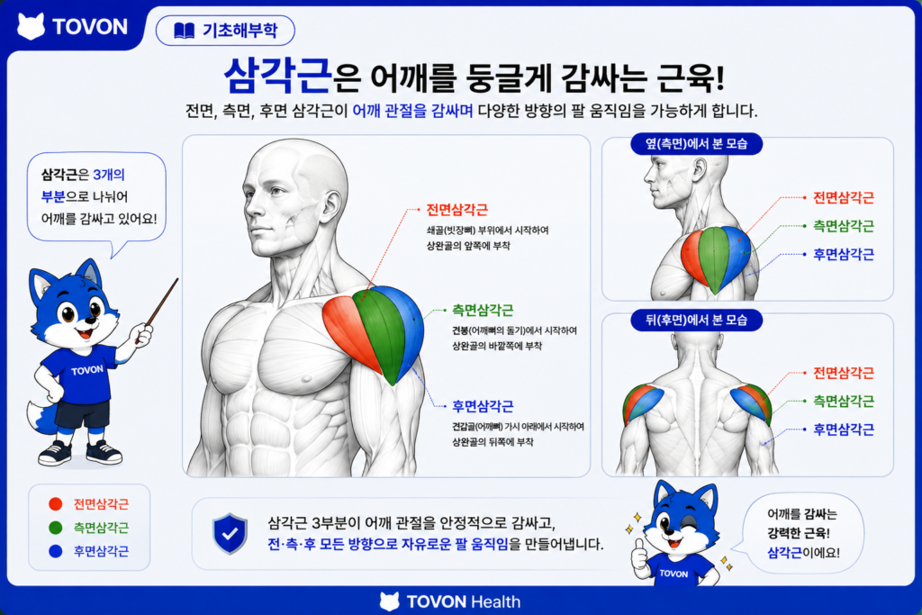 삼각근이란? 어깨의 3가지 부분과 역할 전면삼각근 측면삼각근 후면삼각근의 위치