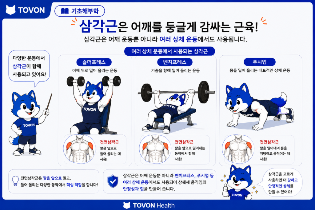 삼각근이란? 어깨의 3가지 부분과 역할 벤치프레스와 어깨 운동에서 사용되는 삼각근