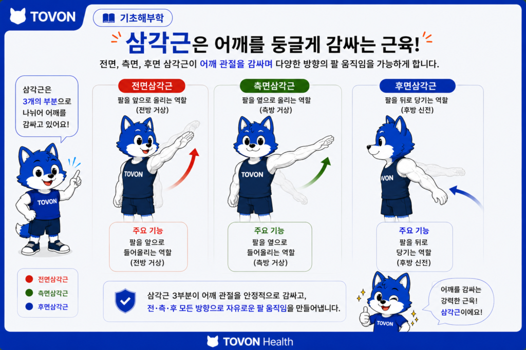 삼각근이란? 어깨의 3가지 부분과 역할 전면 측면 후면 삼각근이 담당하는 팔의 움직임